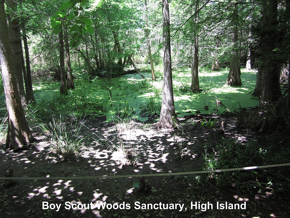 Boy Scout Woods Bird Sanctuary, High Island